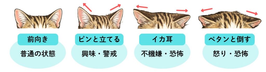 画像：耳の状態のイラストと解説
